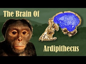 The Brain of Ardipithecus