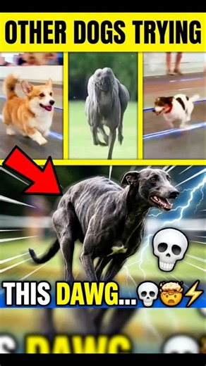 Normal Dogs vs THIS DAWG (He is an Alien) 👽 #animals #fast #shorts