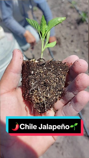 Growing Chile Jalapeño: Seeds, Care, and Harvesting Tips