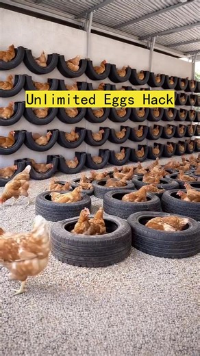 The Real Secret to Unlimited Eggs from Your Chickens#layer chicken#Laying hen farming
