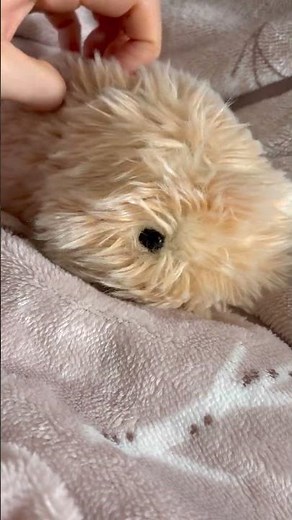 なでなでにきゅ〜ん🤭♡#ペット動画#かわいい動物#赤ちゃん#モフリン#Moflin#ロボット#モフモフ#CASIO#カシオ#pets #robot #癒し