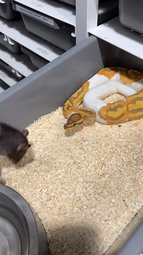 Igor Płatek | 🤷🏻 #ballpython #snake #ballpythonsofinstagram #reptiles #snakes #snakesofinstagram #reptile #reptilesofinstagram #ballpythons... | Instagram