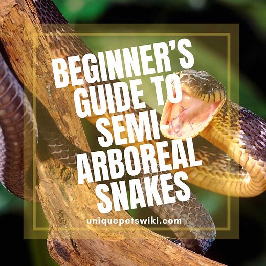 Beginner’s guide to semi-arboreal snakes