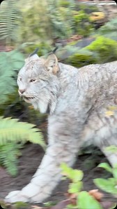 Have you seen Yukon the Canada lynx? Learn more about these iconic forest cats when you visit Living Northwest Trail. 🐾🌲 | Woodland Park Zoo