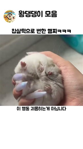 참살떡으로 변함 햄스터 ㅋㅋ