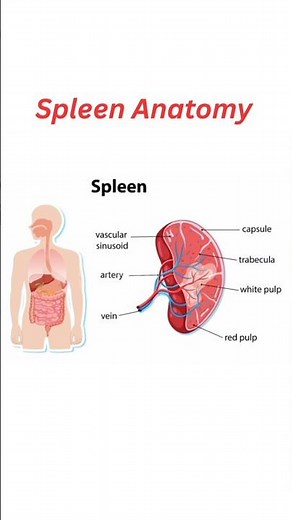 Spleen Anatomy: Structure, Location, and Functions #viralyoutube