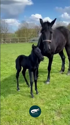 Menorquín Horse 🖤🐎 – The Black Pearl of the Mediterranean