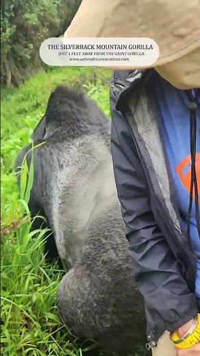 Silverback mountain gorilla: Incredible close encounter with the silverback gorilla in Uganda