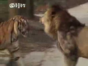 Lion vs Tiger : Royal Conflict