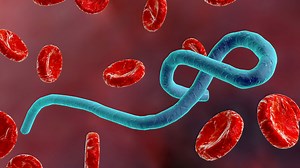 Ebola is back in Africa, but do we need to worry about it becoming a pandemic?
