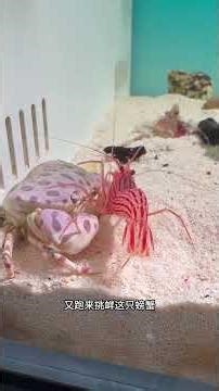How powerful is the toxin of the flaming squid Animal World All Things Cute Project Fantastic Be