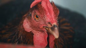 Chicken, Food, Cartoon. Free Stock Video