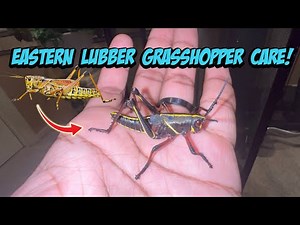Eastern Lubber Grasshopper Care!