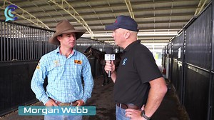 Caught up with Morgan Webb today at the Nutrien Equine - Performance classic campdraft at Tamworth. Morgan and Emma Webb have horse in the sale and also Morgan has a live chance in the open draft on Thursday | Campbell’s Comments