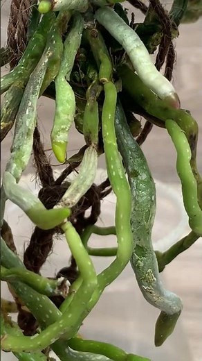 Stop Using Soil! Orchids Grow Better in Water (Hydroponic Method)