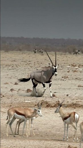 Oryx in Etosha National Park, Namibia.