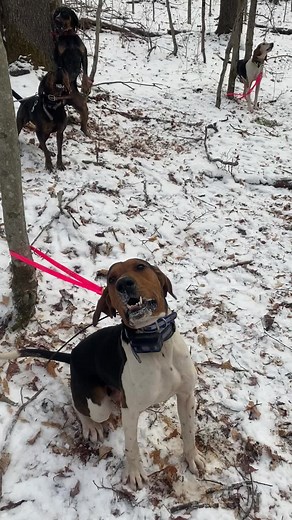 #catchdogs #wvbearhunter #runninhounds #bearhunterwithhounds