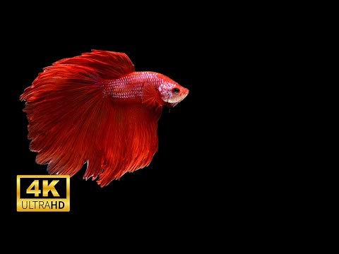 Most Beautiful Red Betta fish in Aquarium 4k