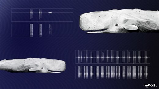 Exclusive: Sperm whale speech has human-like 'vowels'