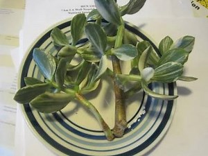 How to grow Crassula from cutting care and tips