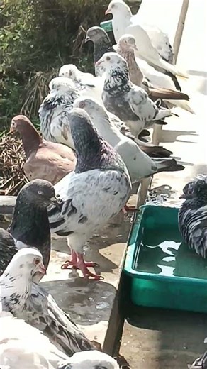 very beautiful all kabootar 🕊️🕊️🕊️