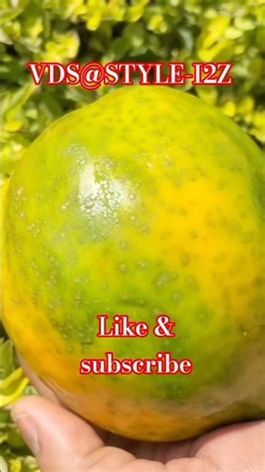 पपीता एक स्वादिष्ट और सेहतमंद फल🍁😊papaya😊||fruit #helthyfood #shortvideo #VDS@style-i2z