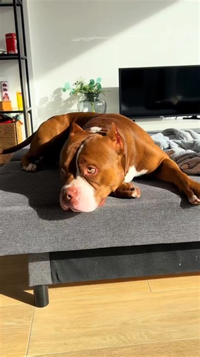 Morning Routine with My American Bully – Start the Day Right! Kickstarting the day with my American Bully!  Morning walks, breakfast, and snuggles — the perfect start to every day. #americanbully #dogroutine #dogcare #dogmorningroutine #petcare #morningvibes #puppylove #dogmom #petparent #fyp | Biggie American Bully | Facebook