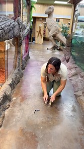 Th e Cutest APEX Predator🤩 Feeding this tiny gator some shrimp was chaotic but such a fun time😁🍤 He may be small, but he’s got a wild spirit and a big bite! 😆💥 Watching him chomp down with those tiny teeth is the cutest thing ever🙌🔥 These little moments remind me just how awesome and full of personality even the tiniest reptiles can be! 💚👏 | The Reptile Zoo