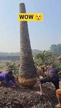 Villagers Made Boat From Tree Trunk #diy #village #boat #hardwork #craftsvillage
