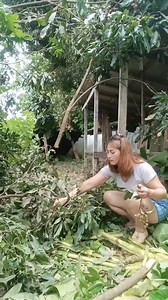 รับสมัครคนช่วยเก็บลำไย🤣😂😁 #คลิปยอดฮิตติดกระแส #facebook #reels | Pattamaporn Potasa