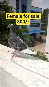 racing homer pigeon for sale