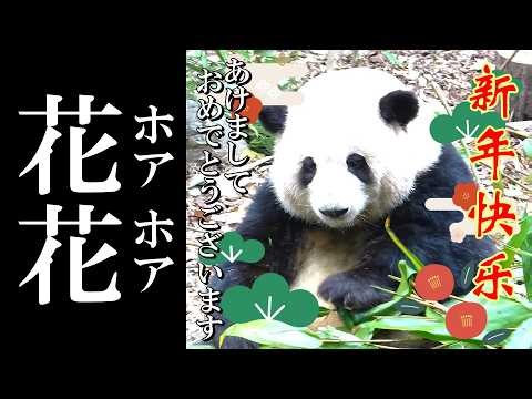 Spring Festival at Chengdu Panda Base: Crowds Everywhere, But Huahua Still Steals the Show 🐼✨