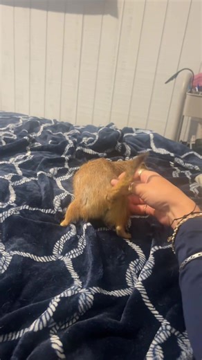 Funny Prairie Dog: The Perfect Exotic Pet