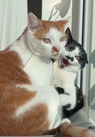Amur and Lelia
