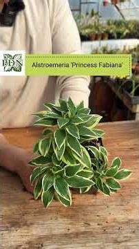 Eyelash fern, shade princess, and spike moss