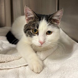 Springfield, IL - Domestic Shorthair. Meet Ms. Kitty a Pet for Adoption - AdoptaPet.com