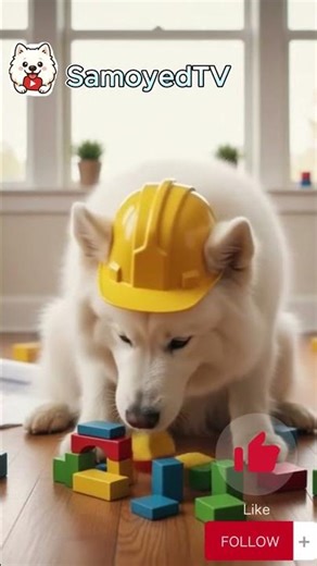 The Fluffiest Builder🐾 I Think We Need a New Contractor. 🧱#samoyed #dog #engineer
