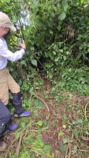 Mountain Gorilla Trekking Rwanda: How to Experience the Rainforest Magic