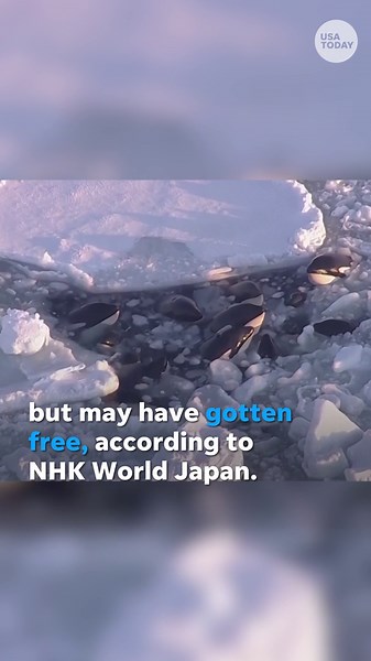 Pod of orcas believed to be free after being trapped between ice