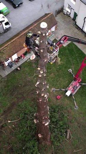 Efficient Redwood Removal by Expert Arborists