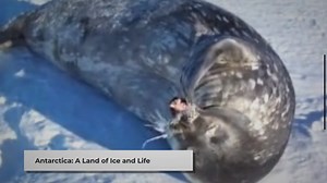 Antarctica: A Haven for Unique Wildlife