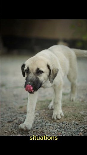 Anatolian Shepherds: Ancient Guardians of Livestock