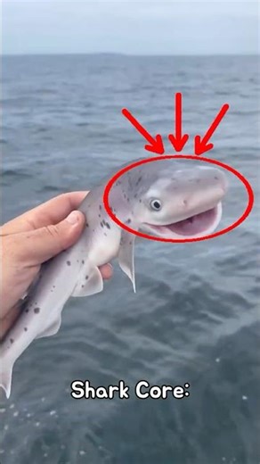 Shark Core 🦈 | Epic Shark Moments #Shorts