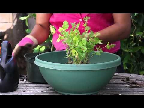 How to Transplant Cilantro : The Chef's Garden