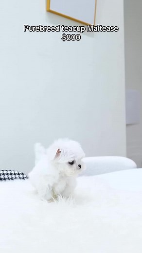 Purebreed Teacup Maltese Puppies for Sale