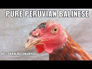 AYAM PERU ASLI KOCOKAN MESIN JAHIT