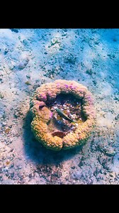 16K views · 123 reactions | Have you even seen a fish that uses tool? Take a look at this video. pt5 #wildanimals #animals #fyp #foryou | Wildest Animals | Facebook