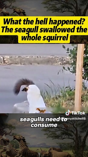 Seagull Swallows Whole Squirrel - Shocking Wildlife Encounter