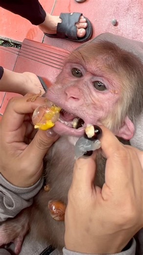 I carefully examined the monkey's mouth and found no harmful substances from the seeds.
