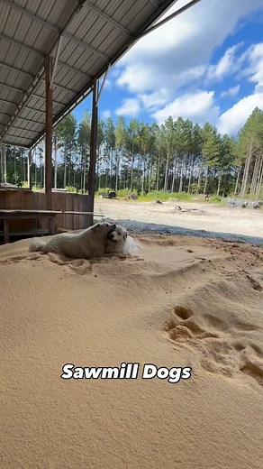 3 comments | Sawmill dogs | Fireside Sawmill | Facebook